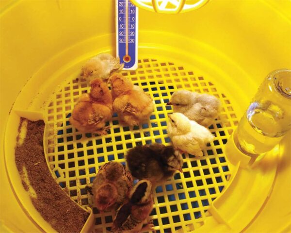 Gabbie riscaldate Allevatrice per pulcini-quaglie e altri pennuti