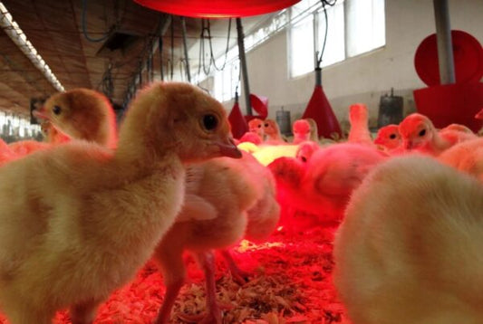 Lampada Infrarossi Riscaldante 150 W E27 - Utile per Cuccioli Pulcini Rettili e altri animali