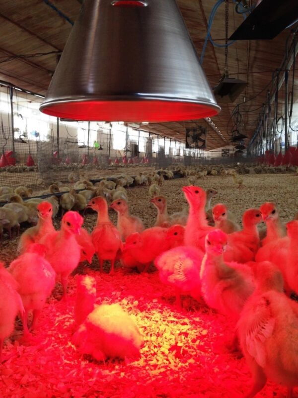 Lampada Philips Infrarossi Riscaldante 100 W E27 - Utile per Cuccioli Pulcini Rettili e altri animali