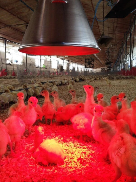 Lampada Philips Infrarossi Riscaldante 100 W E27 - Utile per Cuccioli Pulcini Rettili e altri animali