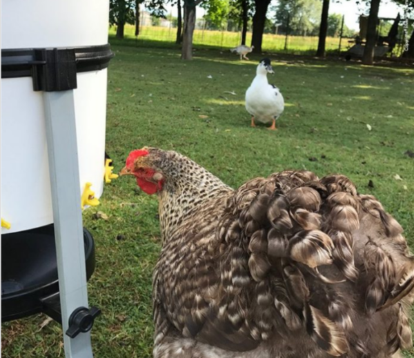 Abbeveratoio a Goccia Orizzontale Stilla