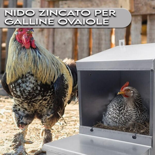 Nido 1 Posto per Galline Ovaiole Raccolta Uova Interna