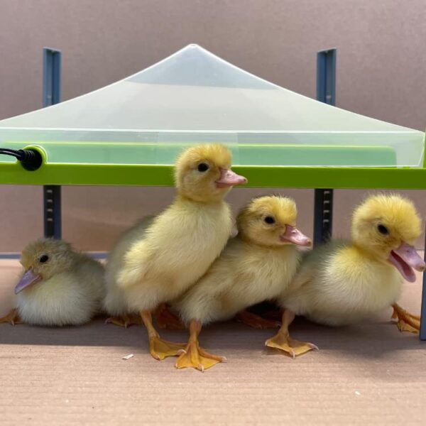 Piastra Riscaldante Caleo 700